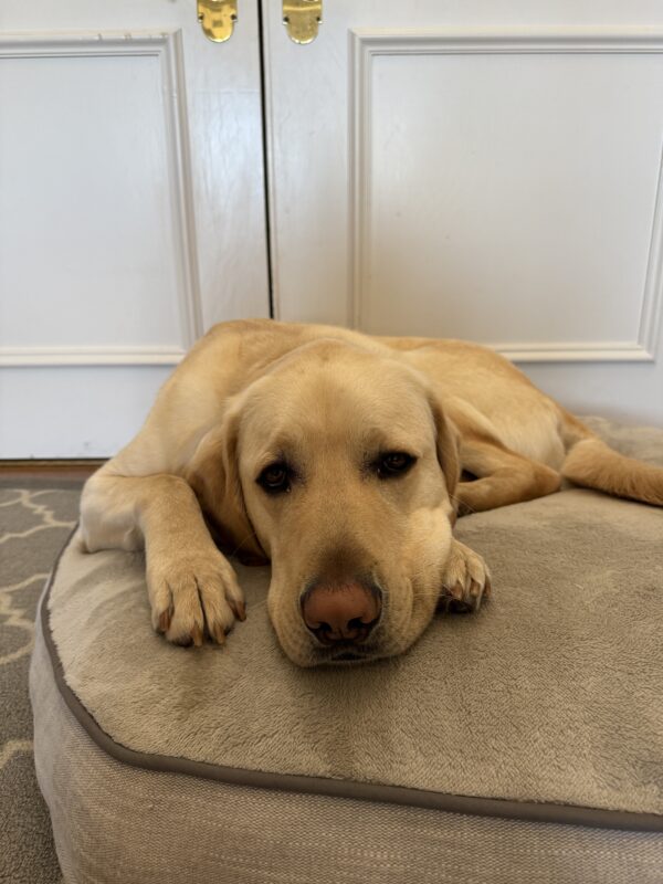 Agent is pictured lounging sleepily on a tan round bed.