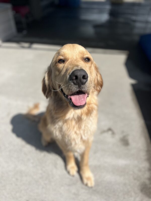 Falk is sitting in Community Run. He is looking directly into the camera with his ears slightly back and his tongue out.
