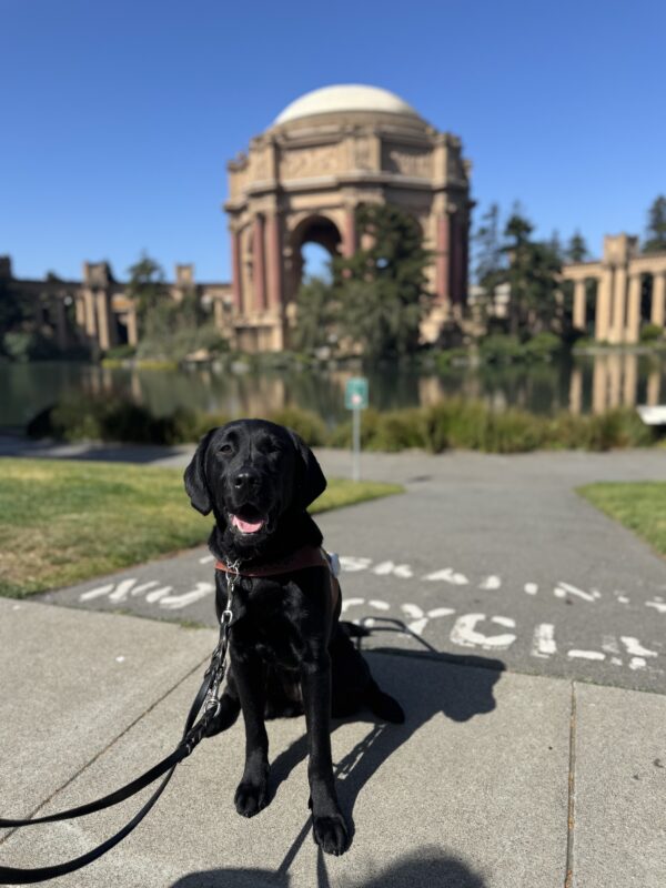 Jamila is sitting in harness looking at the camera with her tongue out. Behind her is the Palace of Fine Arts in San Francisco, CA. It's a bright, sunny day with lush green shrubbery surrounding the dome of the Palace.