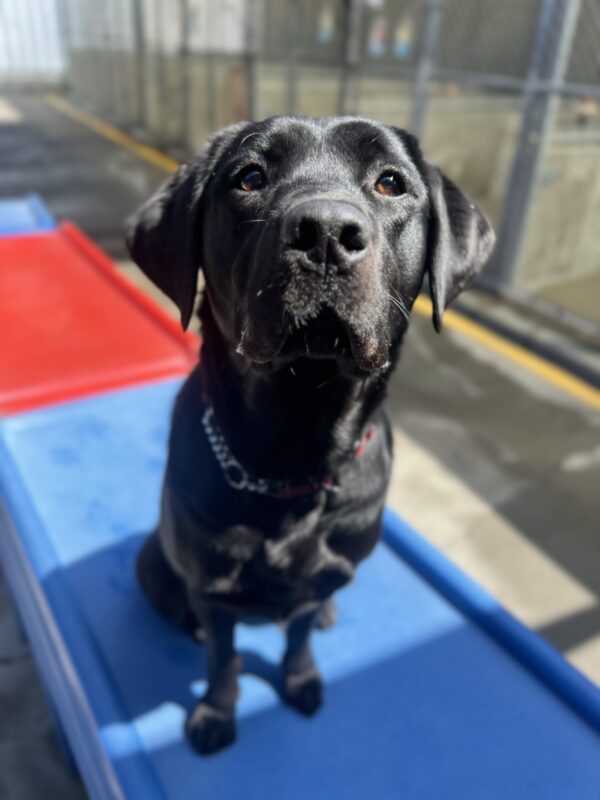 Kavya is sitting on a blue play structure looking directly at the camera. She is in Community Run.