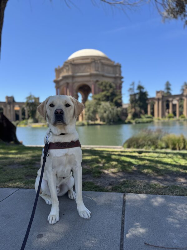 Photo is of yellow lab male Alaric sitting in harness in the shade in front of the Palace of Fine Arts