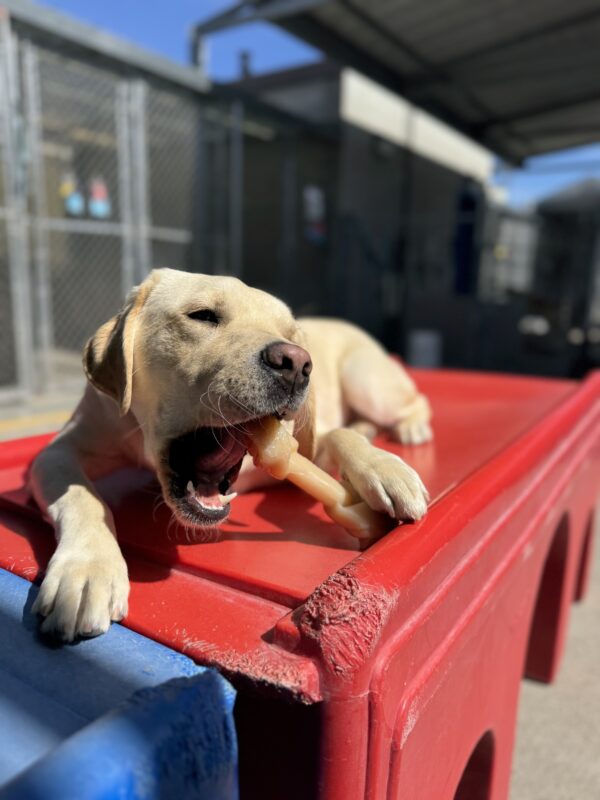Photo is of Alaric lying on a red play structure in community run while joyfully chewing on a bone