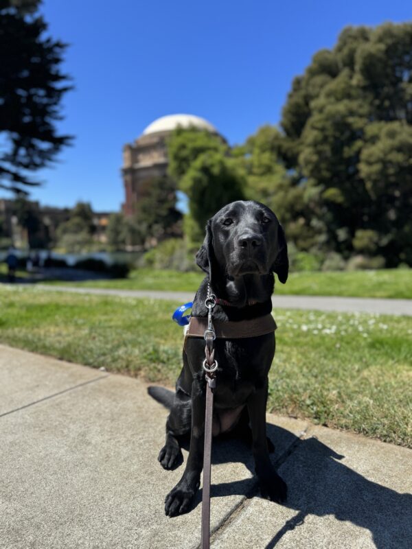 Photo is of black lab female Rubina sitting in harness in front of the Palace of Fine Arts
