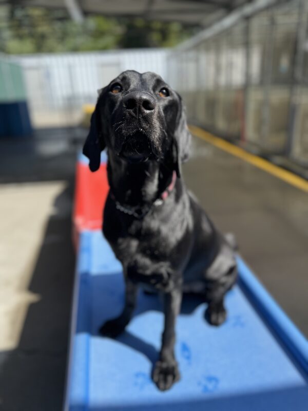 Photo is of Rubina sitting on a blue play structure in community run