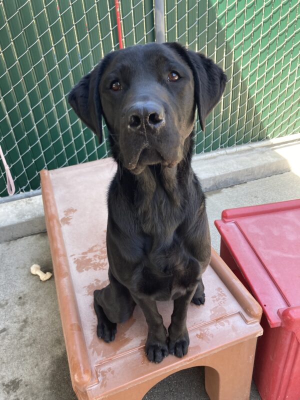 Kilby is sitting on a brown play structure in community run. He is looking up at the camera with his ears perked forward.