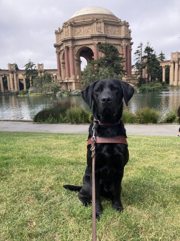 Kilby is sitting on the lawn in front of the Palace of Fine Arts in San Francisco. He is wearing a guide dog harness and looking attentively at the camera.