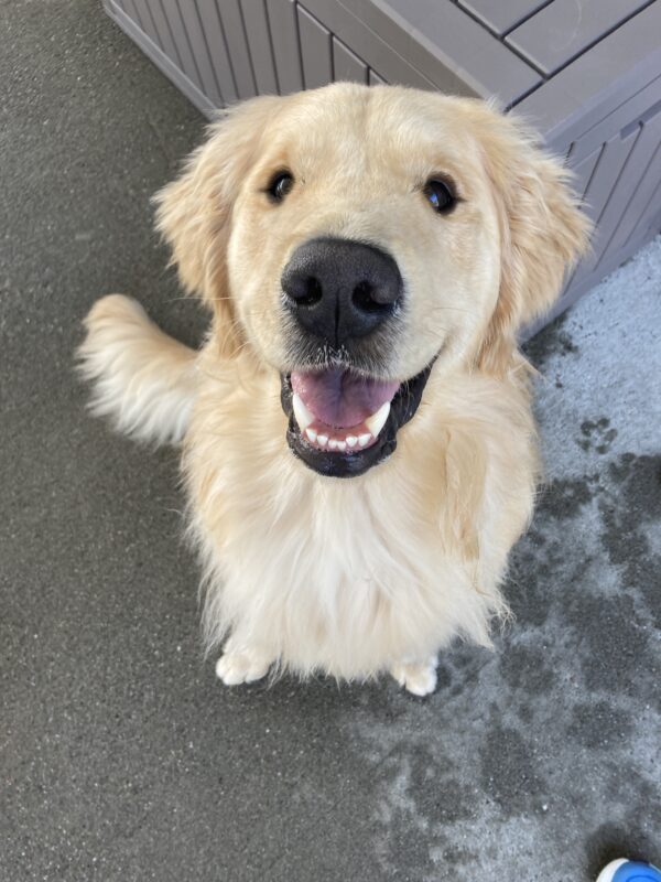 Merrick is sitting in the community run yard looking up at the camera. His mouth is open in a smile.