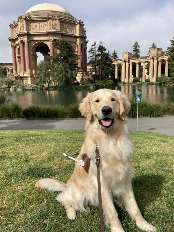 Merrick is sitting on the lawn in front of the Palace of Fine Arts in San Francisco. He is wearing a guide dog harness and looking attentively at the camera with his mouth open.