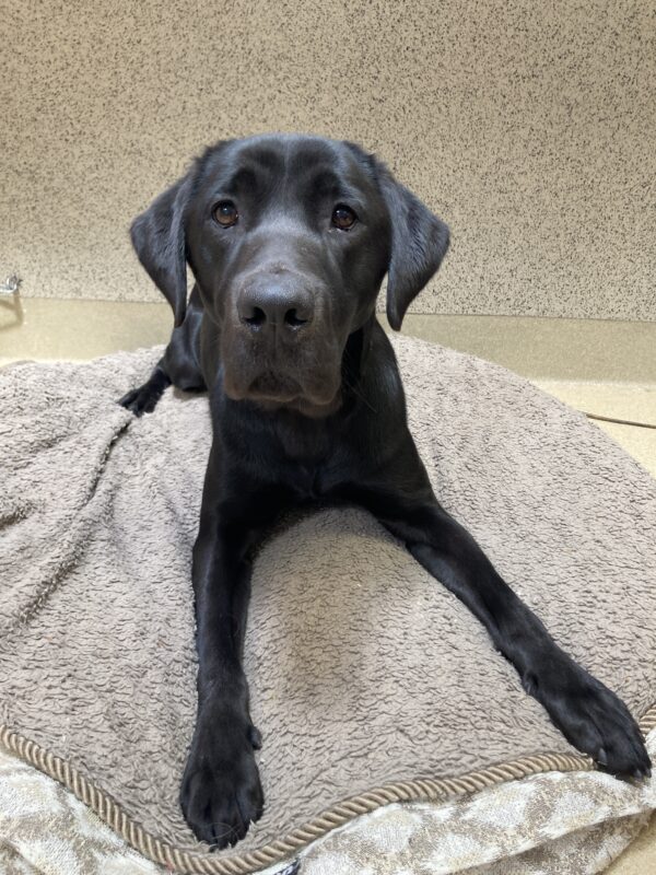 Odelia is relaxing on a beige dog bed. She is looking at the camera with her ears perked forward.