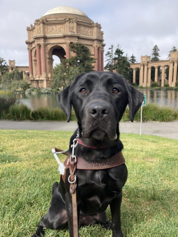 Odelia is sitting on the lawn in front of the Palace of Fine Arts in San Francisco. She is wearing a guide dog harness and looking attentively at the camera.