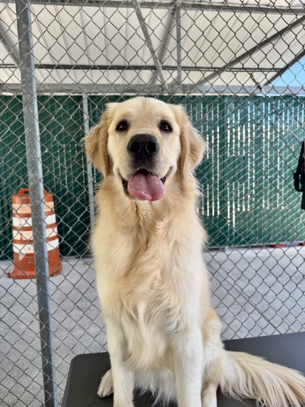 Granger, a yellow Labrador Golden Retriever cross, is sitting in community run. He is staring into the camera with his mouth open.