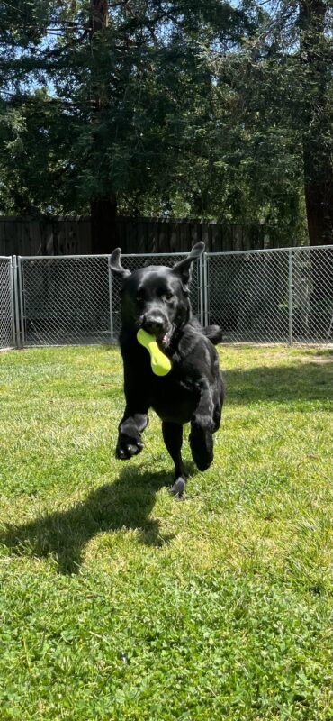 Rigel, a black Labrador Retriever, is running in a grass paddock. He his mid-run and holding a bright green toy in his mouth.