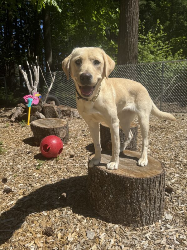 Female yellow lab