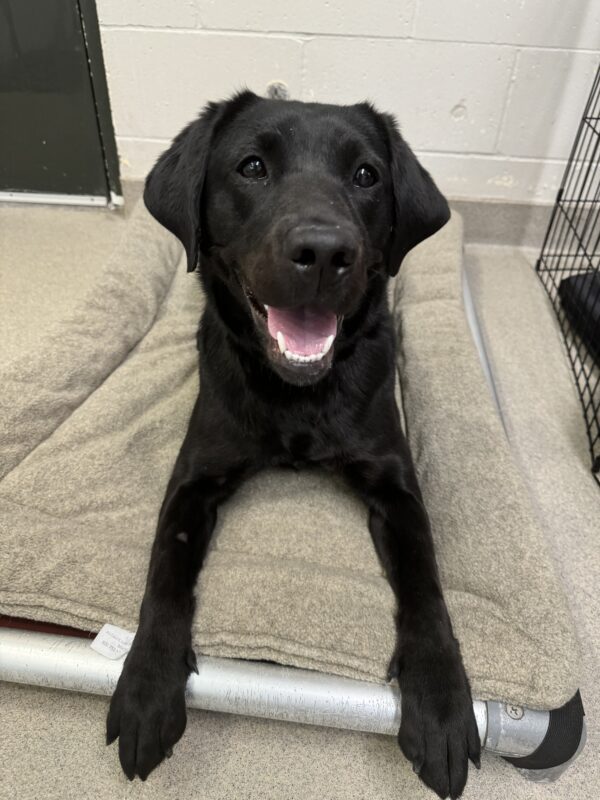 Female black lab 