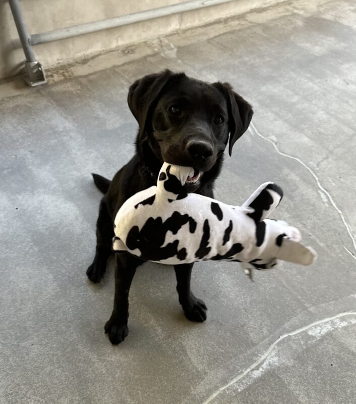 Female black lab 