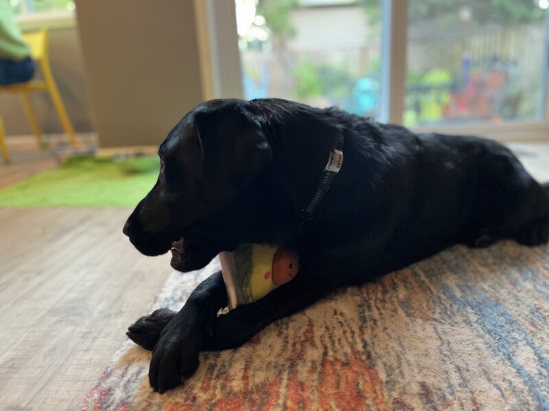 <p>Fenwick lays on a wood floor in his foster home simultaneously chewing on a nylabone and holding a stuffed avocado toy between his paws.</p>
