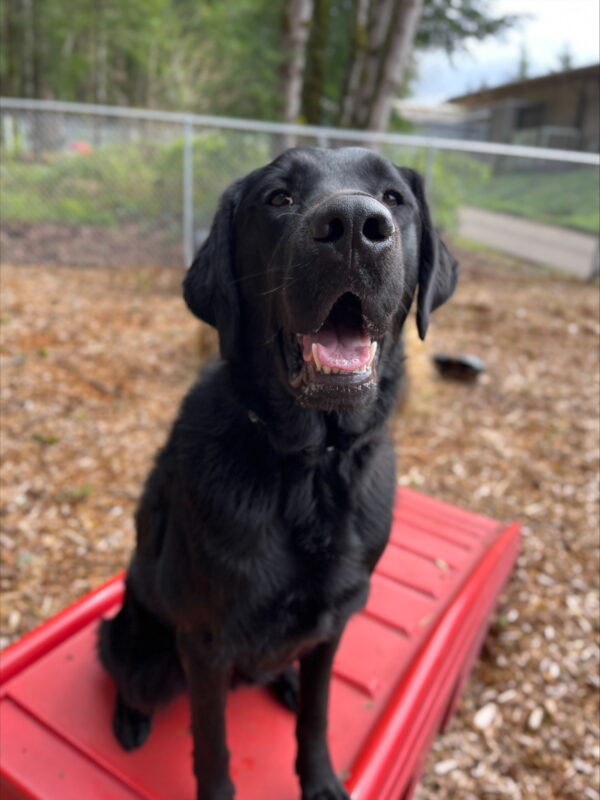 <p>Fenwick sits on top of a red plastic ramp in the bark play yard.  He is looking up at the camera with his mouth open in a relaxed smile.</p>
