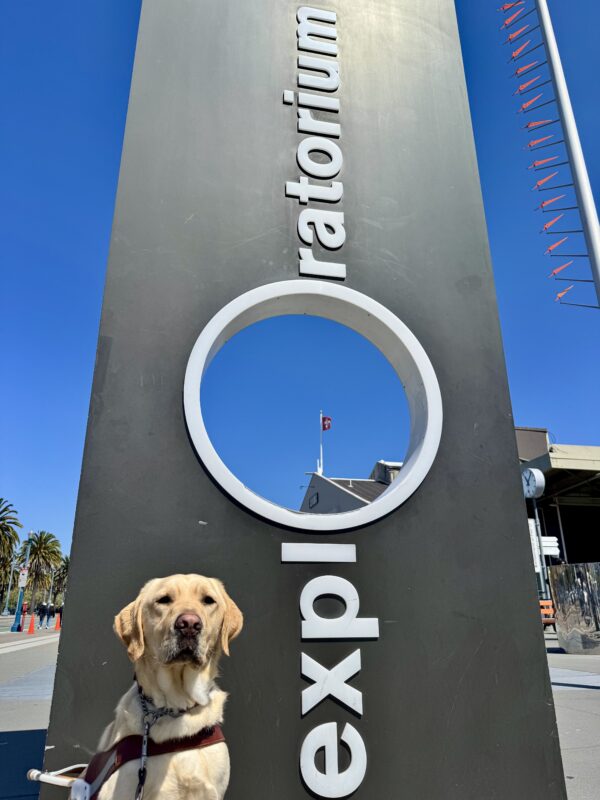 Sycamore, a yellow Labrador Retriever, is sitting in harness and staring into the camera. Behind him is an Exploratorium sign located in San Francisco.