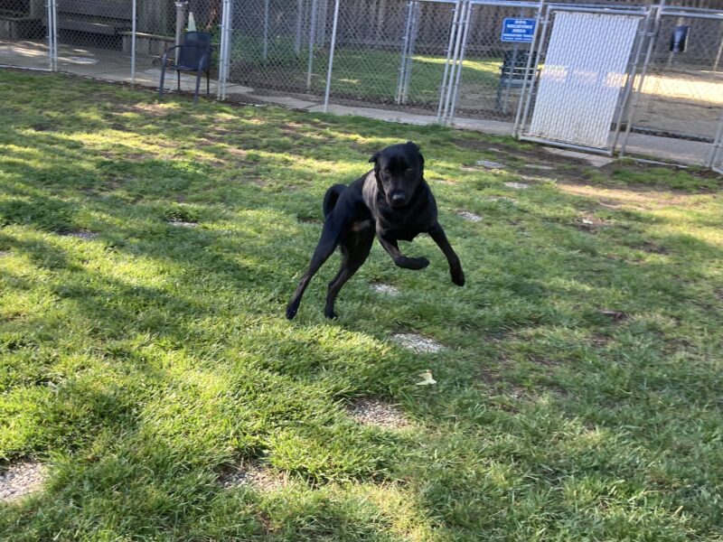 Howdy is thoroughly enjoying a romp in one of GDB's grass playards. This photo captures a joyful leap in the air, with (almost) all four paws off the ground!