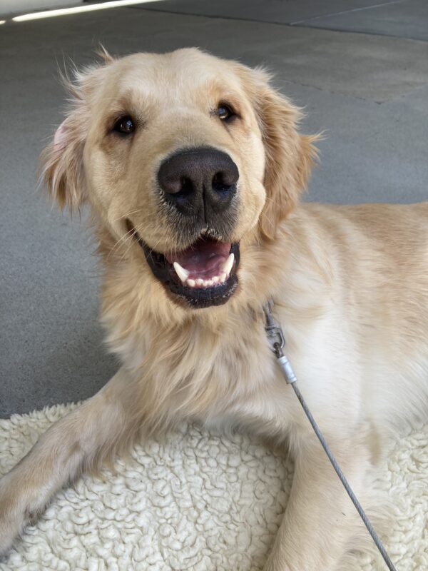 Mathias is laying down on a fleece mat on tie-down looking up at the camera with one of his ears folded back.
