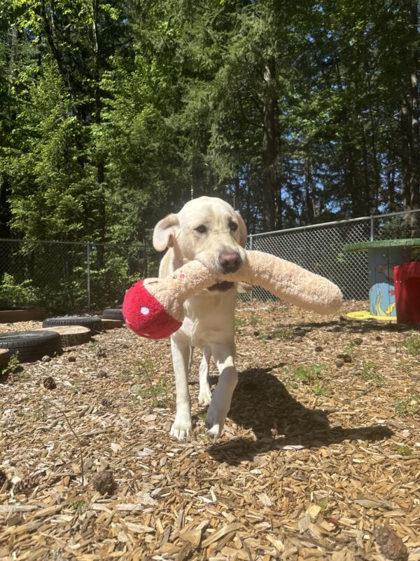 Male yellow lab 