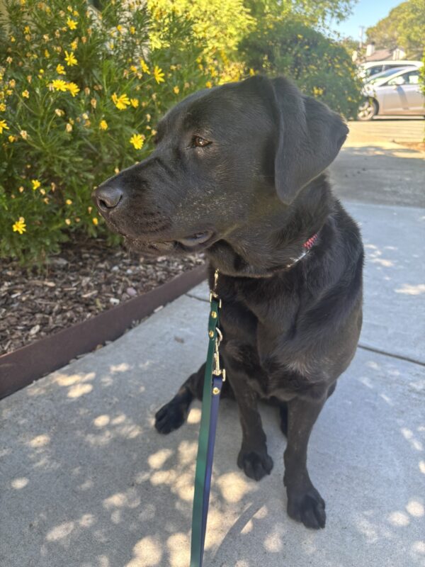 Vivid sits on a GDB campus pathway. Her head is turned to the side displaying her beautiful brindling on her cheek and chest. There are yellow flowers visible behind her.