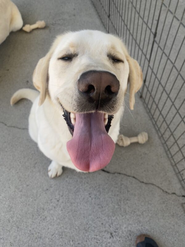 Huck sits facing the camera. His eyes are squinted shut. His mouth is open in a smile with his tongue hanging out.