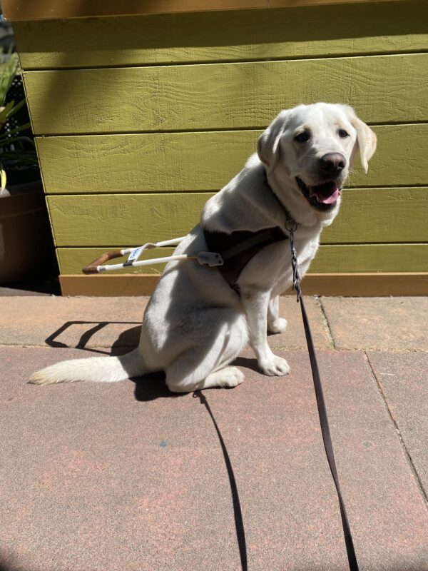 Huck sits in front of a pea green wall with his head turned towards the camera. He is sporting his official GD harness. His mouth is open and the sun is kissing his face.