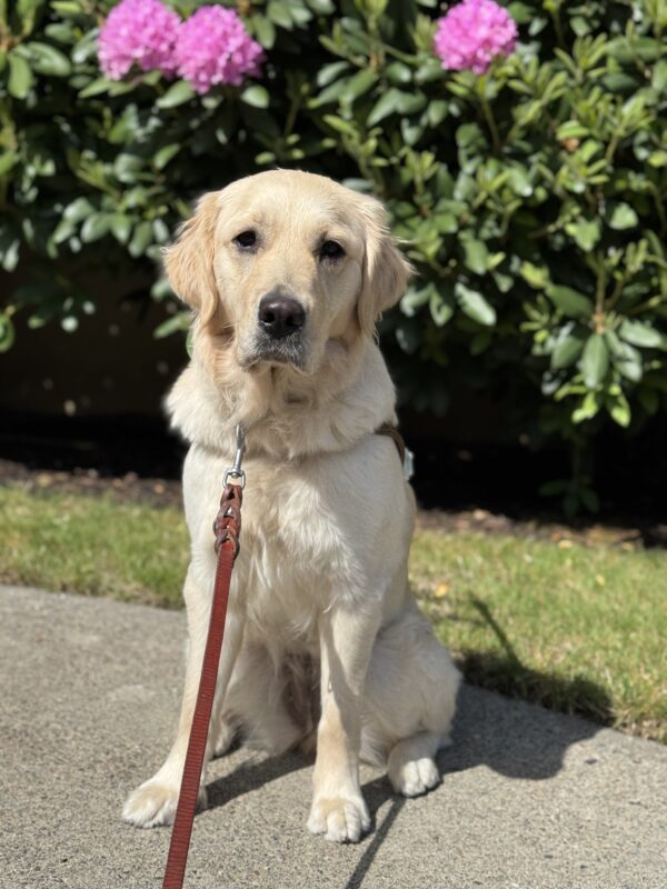 <p>Nuala, a cream colored golden retriever/labrador, sits in harness looking at the camera on a sunny day.</p>