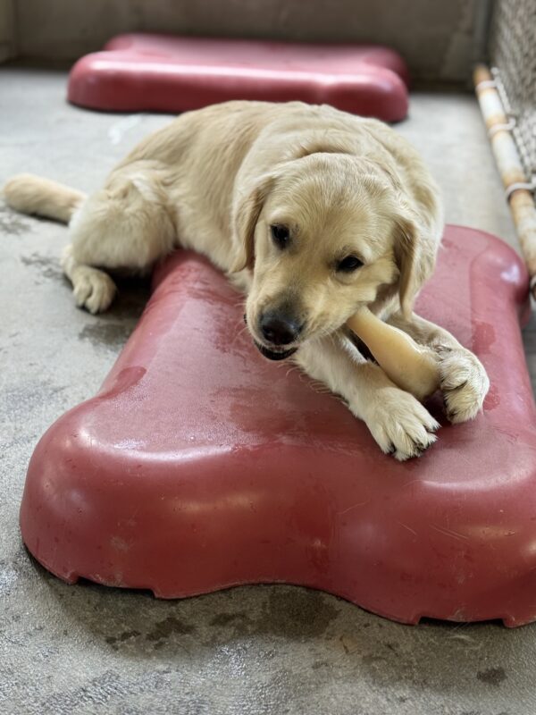 Nuala, a cream colored golden retriever/labrador, lays on a red bone shaped platform, chewing a nylabone