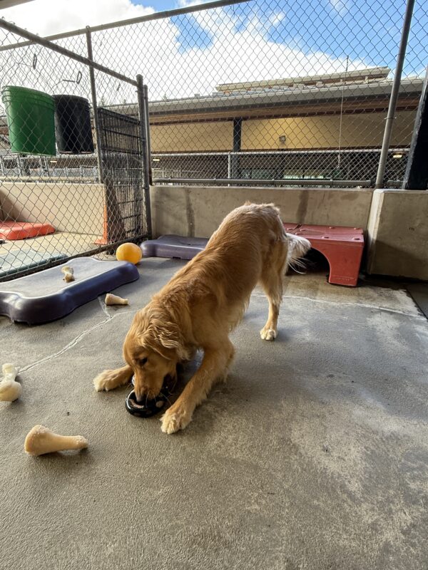 <p>Kudo playing in community run on the Oregon campus. He is in a play bow position while chewing on a rubber toy. He is surrounded by dog toys and play equipment and there's a peek of blue sky in the background.</p>
