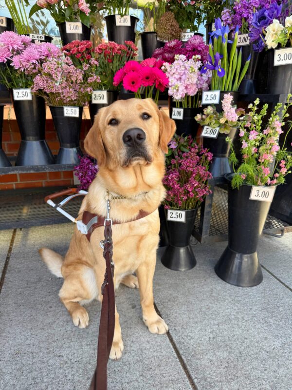 Willoughby is sitting attentively on a sidewalk in front of a charming flower stand. He is wearing his harness and leash. Behind him is an array of vibrant flowers bursts with color, neatly arranged in black vases. Pink, red, purple, and white blooms, each labeled with prices ranging from $2.50 to $7.00.