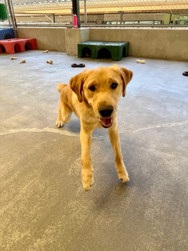 Willoughby is happily running towards the camera. The setting is community run in the kennels.  Nearby, chew toys lie scattered, two sturdy plastic structures, in red and green sit in the background. Everything about this scene highlights Willoughby’s vibrant presence—he’s a pup who makes any space feel lively and full of personality.