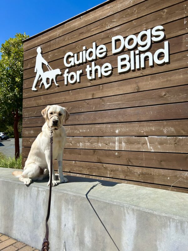 Doppler sits on a concrete wall with a wooden sign in the background that reads Guide Dogs For The Blind.