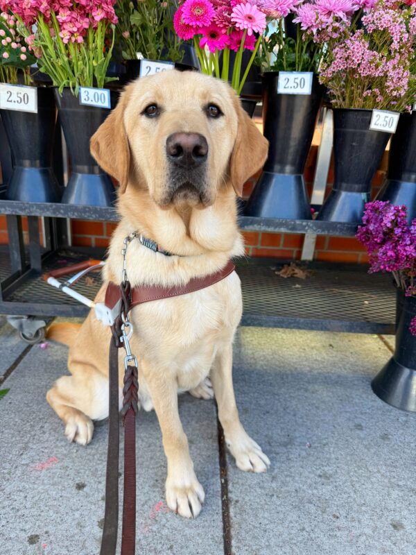 Tangier is sitting attentively on a sidewalk in front of a charming flower stand. He is wearing his harness and leash. Behind him is an array of vibrant flowers bursts with color, neatly arranged in black vases. Pink, red, purple, and white blooms, each labeled with prices ranging from $2.50 to $3.00.