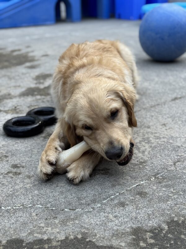 Nairobi, a golden retriever/labrador, is laying in community run. He is chewing on a bone.