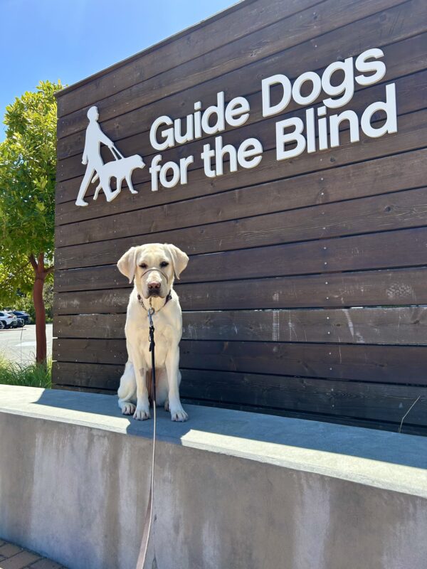 Jalana sits on a concrete wall with a wooden sign in the background that reads Guide Dogs For The Blind.