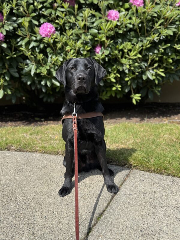 Goose, a black Labrador, sits in harness looking at the camera. He is sitting in front of a bush blooming with purple flowers.