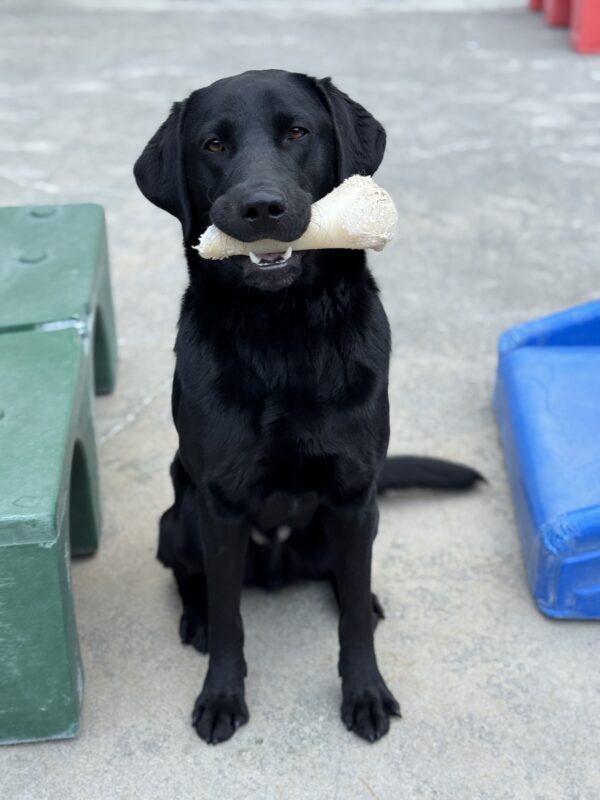 Goose, a black Labrador, sits with a bone in his mouth looking at the camera. He is in community run.