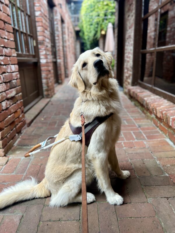 Nick sits wearing his harness in the middle of a rustic brick alleyway. His head is tilted back and he gazes towards the camera.