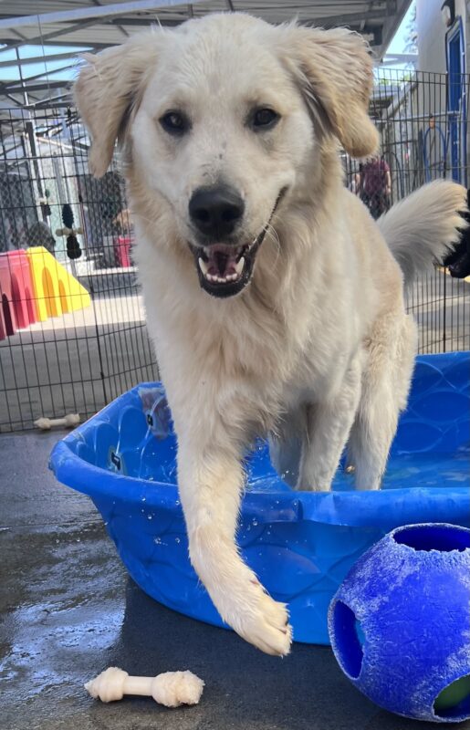 Nick emerges from a kiddie pool. His mouth is open and tail swayed to the side. There is a jolly ball, nylabones, and play structures surrounding him.