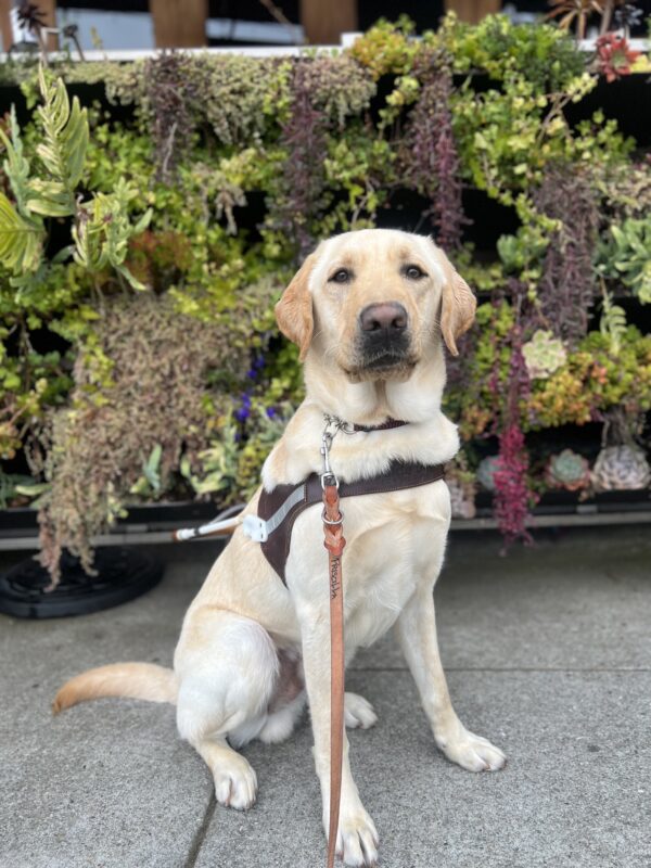 Hank sits in front of a succulent wall while wearing his harness.