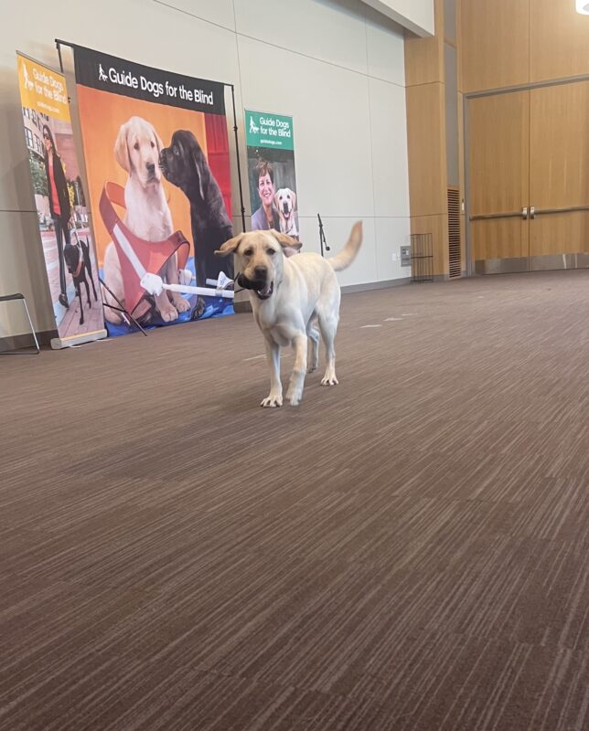 Hank is mid-stride with a long in his mouth. His ears are slightly up and tail is swayed to the side.