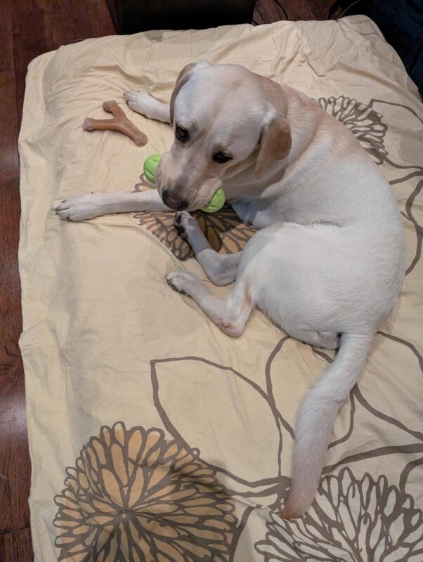 Crew lies on a dog bed covered in tan sheet with a floral print on it. He is looking over his shoulder at the camera with a green rubber dog toy in his mouth.