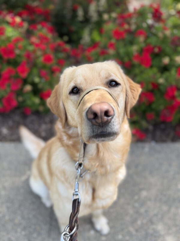 <p>Anya poses on a walk in front of a bush blooming with bright red flowers. </p>
