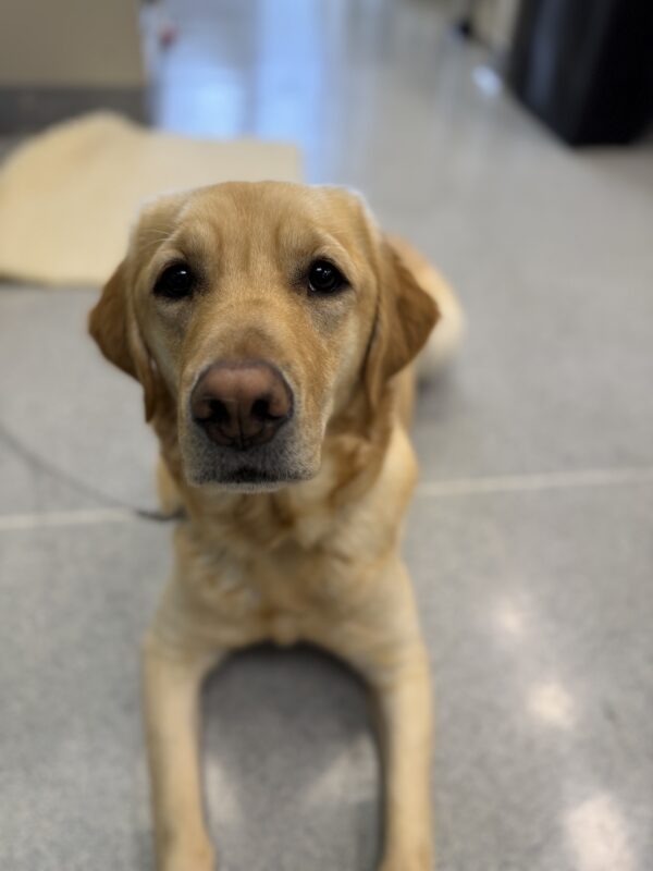 <p>Anya practices her down-stay on a shiny linoleum floor. She is looking at her handler, eager for a treat.</p>