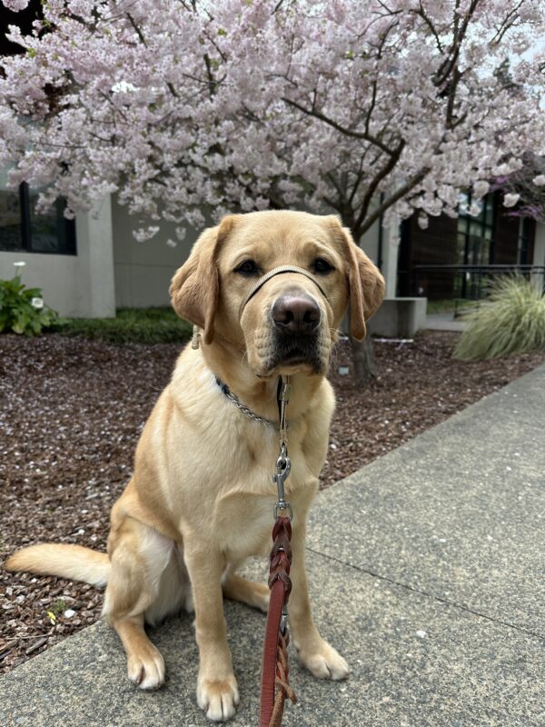 <p>Arrow sits very stoically in front of a cherry blossom tree in full bloom. </p>