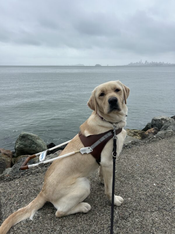 Avila is wearing her GDB harness and sitting on the sidewalk. She is looking back at the camera. In the background is San Francisco bay and the city skyline. The sky is overcast.