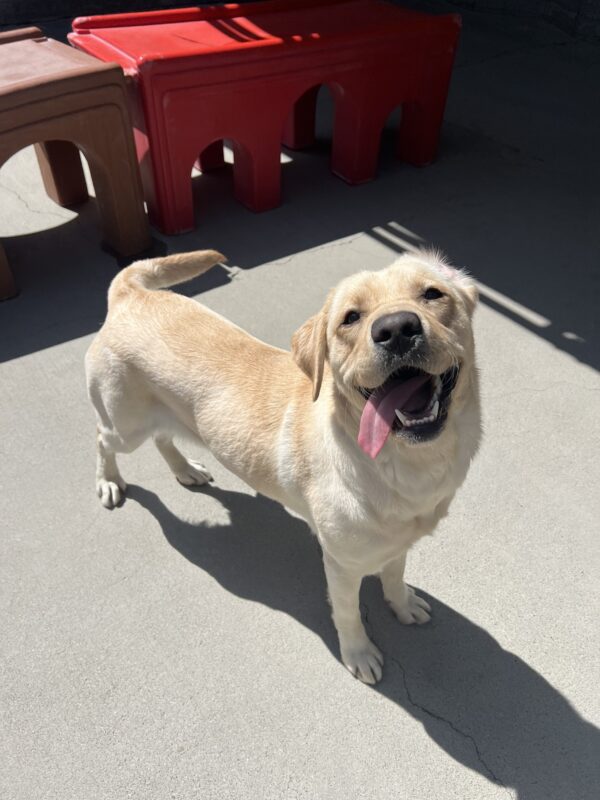 Avila is looking up at the camera. She is standing in the community run area of the kennels. She has her tongue all the way out and hanging to one side and her tail is mid-wag.