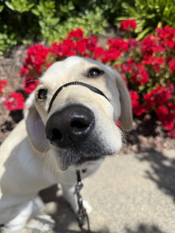 <p>Elle looks over her shoulder at the camera while posing in front of a bush blooming with bright red flowers.</p>
